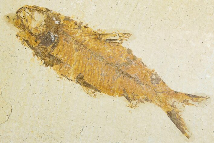 Detailed Fossil Fish (Knightia) - Wyoming #345505
